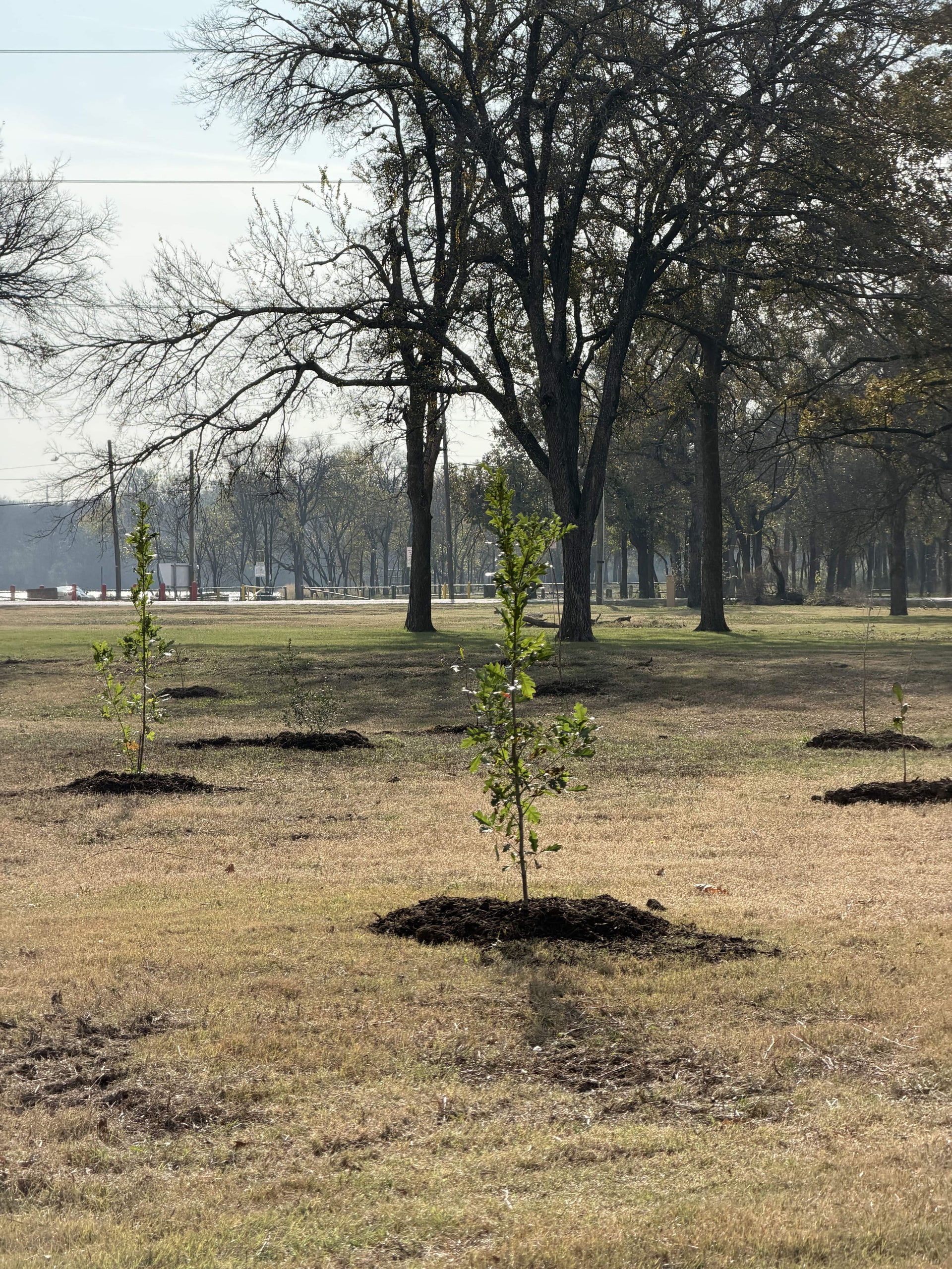 Donate a Tree